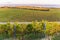 Vineyards in McLaren Vale at sunset