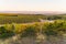 Vineyards in McLaren Vale at sunset