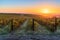 Vineyards in McLaren Vale at sunset