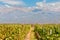 Vineyards of Mendoza, Argentina