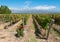 Vineyards of Mendoza, Argentina