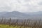 Vineyards in the Mirna Valley