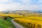 Vineyards at Mittelbergheim and Andlau, a little village in Alsace, a region in eastern France - Europe