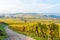 Vineyards at Mittelbergheim and Andlau, a little village in Alsace, a region in eastern France - Europe