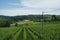 Vineyards of Monferrato near Novi Ligure, Italy