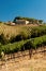 Vineyards of Montalcino