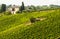 Vineyards of Montalcino (Tuscany)