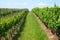 Vineyards in Moravia