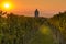 Vineyards in Moravia at sunset