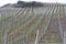 Vineyards on the Mosel river in spring