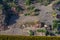 Vineyards on the Mosel river in spring