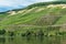 Vineyards at the Moselle around Mehring , Germany