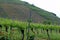 Vineyards at the Moselle Valley,