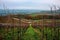 Vineyards of the Moselle Valley in Luxembourg