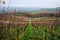 Vineyards of the Moselle Valley in Luxembourg