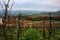 Vineyards of the Moselle Valley in Luxembourg