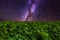 Vineyards and mountains on the the background of amazing starry sky.