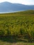 Vineyards in Naramata, British Columbia, Canada