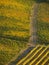 Vineyards in Naramata, British Columbia, Canada