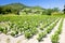 vineyards near Bandol, Provence, France