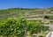 Vineyards near the Castle Wackerbarth, Dresden, Germany