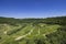 Vineyards near Chateau Chalon, Department Jura, Franche-Comte, France