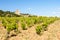 vineyards near Chateauneuf-du-Pape, France