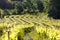 vineyards near Chateauneuf-du-Pape, France