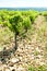 vineyards near Chateauneuf-du-Pape, Provence, France