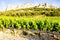 vineyards near Gigondas at Col Du Cayron, Provence, France