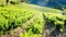 vineyards near Gigondas, Provence, France