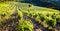 vineyards near Gigondas, Provence, France