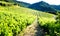 vineyards near Gigondas, Provence, France