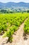 vineyards near La Cadiere d'Azur, Provence, France