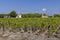 Vineyards near Margaux (Chateau Margaux), Bordeaux, Aquitaine, France