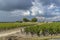 Vineyards near Margaux (Chateau Margaux), Bordeaux, Aquitaine, France