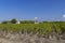 Vineyards near Margaux (Chateau Margaux), Bordeaux, Aquitaine, France