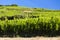 vineyards near Ribeauville, Alsace, France