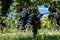 Vineyards near St. Emilion town, production of red Bordeaux wine, Merlot or Cabernet Sauvignon grapes on cru class vineyards in