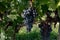 Vineyards near St. Emilion town, production of red Bordeaux wine, Merlot or Cabernet Sauvignon grapes on cru class vineyards in