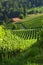 Vineyards Near SveÄina, Slovenia