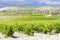 Vineyards near Villabanez