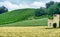 Vineyards near Zaffignana Piacenza, Italy