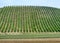 Vineyards near Zaffignana Piacenza, Italy