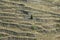 Vineyards in northern Rhone Valley (France)