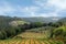 Vineyards and olive fields in Chianti, Tuscany