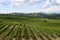 Vineyards in Oltrepo Pavese (Italy)