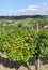 Vineyards in Oltrepo Pavese (Italy)