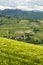 Vineyards in Oltrepo Pavese, italy, at springtime