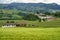 Vineyards in Oltrepo Pavese, italy, at springtime